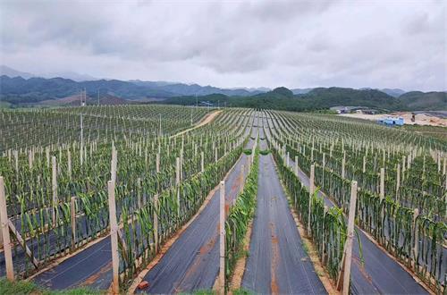 草比克最新地址详解